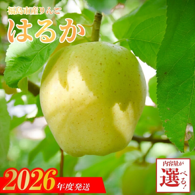 【ふるさと納税】りんご「はるか」【2026年度発送】選べる 内容量 約2kg 約3kg