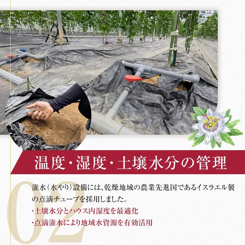 期間限定【農薬不使用】奄美大島 完熟パッションフルーツ約1kg（農家直送）｜食品微生物　バイオスティミュラント　土壌フローラの改善　点滴潅水　皇室献上　送料無料　国産　無農薬