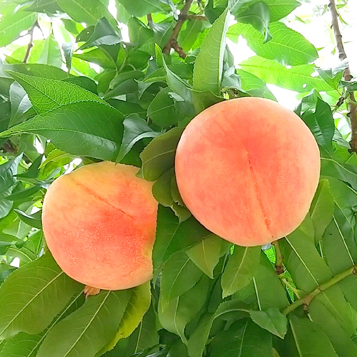 【定期便3回】みのりの山形～紅秀峰から始まる食べつくし