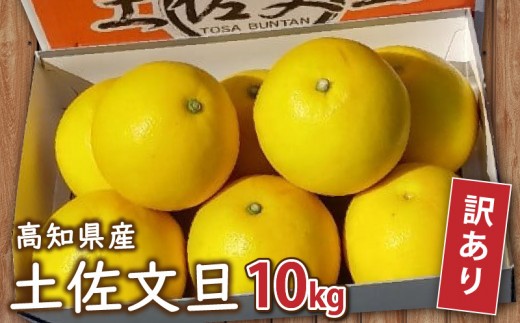訳あり 土佐文旦 【 10kg 】 202７年１月下旬より発送 高知県産 柑橘 フルーツ 文旦 ぶんたん ブンタン 果物 みかん 蜜柑 柑橘 産地直送 期間限定 季節限定 家庭用 訳あり 高知県 須崎市  贈答 ギフト 名産