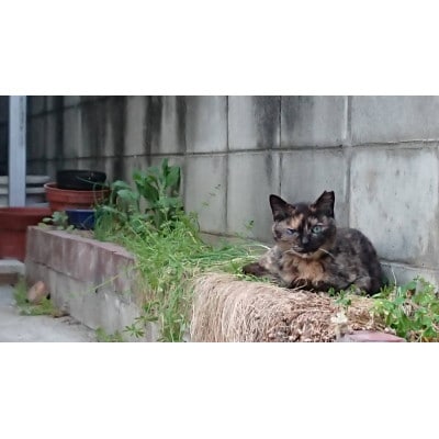 【返礼品なし】TNR活動(野良猫避妊・去勢手術助成金事業等)への寄附　1口:20,000円