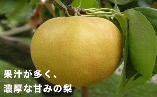 甘くて果汁溢れるジューシーな味をぜひご堪能ください。
