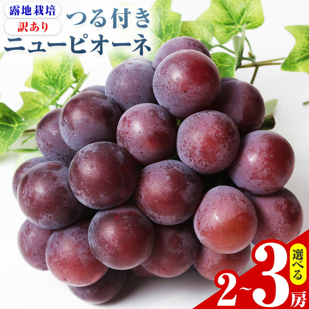 【ふるさと納税】【先行予約】岡山県産 選べる 訳ありつる付きニューピオーネ 2房 530g以上 3房 530g以上 露地栽培 有限会社ホーティカルチャー神島《2026年9月中旬-10月中旬頃出荷》岡山県 浅口市 葡萄 果物【配送不可地域あり】