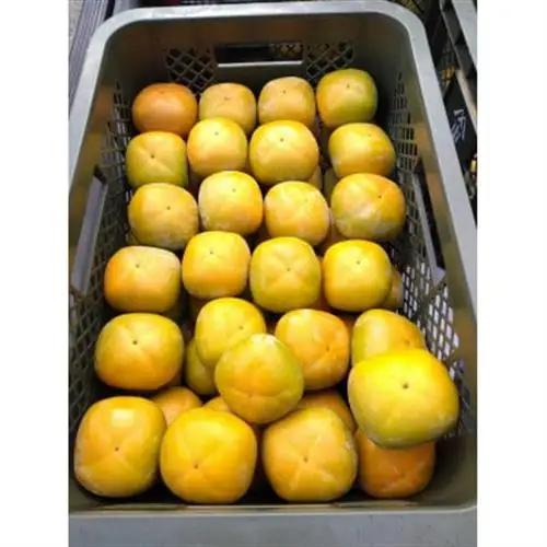 和歌山県産たね無し柿　L・2Lサイズ　5kg_果物・フルーツ 柿（カキ）  かき_【1510921】