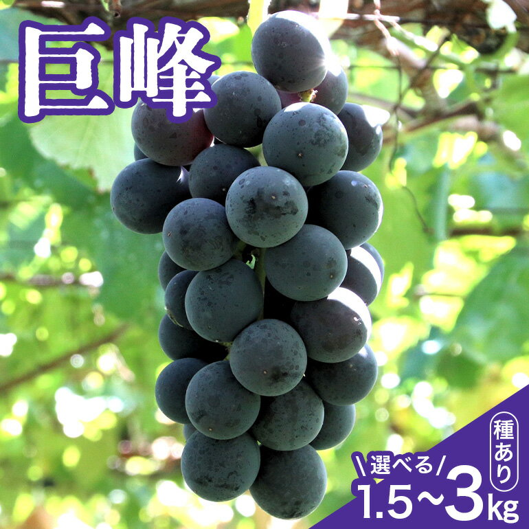 【ふるさと納税】【 2025年 先行予約 】 巨峰 1.5kg 2kg 3kg ( 種あり ) 石田ぶどう園 4房 〜 6房 5房 ～ 8房 6房 ～ 12房 国産 ぶどう ブドウ 果物 くだもの 葡萄 フルーツ 1.5キロ 9月 10月 発送 秋 旬 品種 茨城県産 産地直送 産直 農家直送 冷蔵 茨城県 石岡市 送料無料