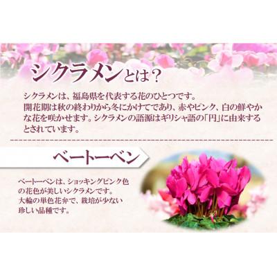 ふるさと納税 中島村 【先行予約】シクラメン6号鉢(ベートーベン)　ブルーメあぶくま |  | 01