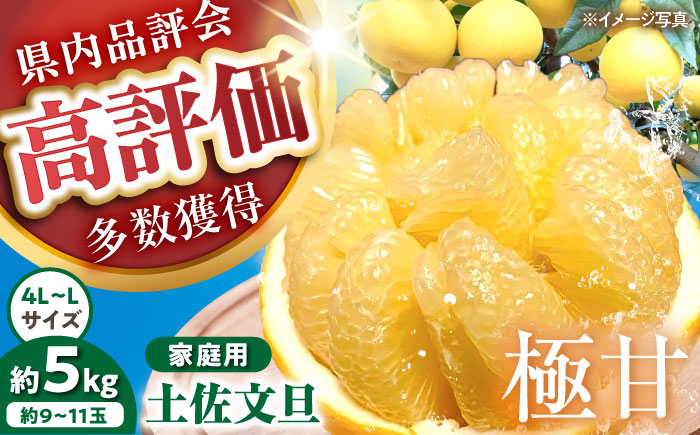 【先行予約】 千光士農園の土佐文旦 約5kg 家庭用 〈2026年2月中旬より発送〉 / 文旦 ぶんたん ブンタン 土佐文旦 柑橘 果物 フルーツ デザート 春 期間限定 季節限定 土佐 高知 【株式会社Dorago】 [ATAM062]