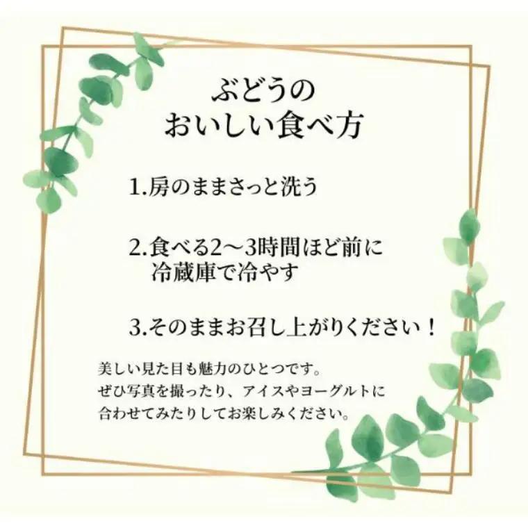 ぶどう ナガノパープル【家庭用】 約1kg ／2026年8月中旬～10月頃配送予定［TK18］//長野県 南信州 松川町産 種なし 皮ごと 南信州 長野県 オリジナル品種 稀少 高糖度 高品質 人気 