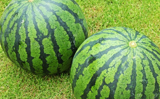 大玉すいか 2玉 L以上 約10kg 【2026年5月上旬～6月下旬発送予定】スイカ 西瓜 すいか 果物 フルーツ くだもの