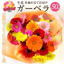 【ふるさと納税】【ラッピング付】 生花 ガーベラ ミックス 花束 50本 高さ 約55cm 幅 約40cm 日付指定可能 ギフト プレゼント ラッピング 誕生日 記念日 結婚記念日 出産祝い 産地直送 インテリア お花 お取り寄せ 碧南市 送料無料