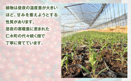 [2026年発送] 北海道 仁木町産 ミニトマト キャロルスター 1.6kg （64粒～100粒）トマト 野菜 国産 プチトマト 甘み 使いやすい サラダ お弁当 家庭用 子供に人気 リコピン [RE