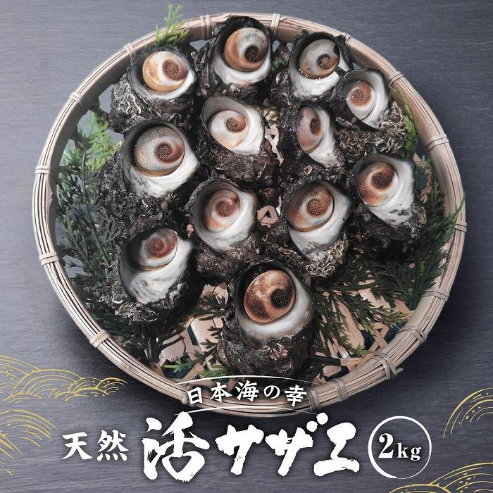 【ふるさと納税】活サザエ2kg（1個100g以上） | 魚介類 水産 食品 人気 おすすめ 送料無料