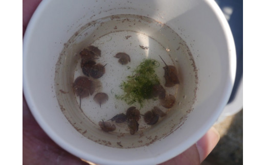 牧島地区まちづくり運営協議会の活動を応援！【思いやり型返礼品（協賛型）】 O013