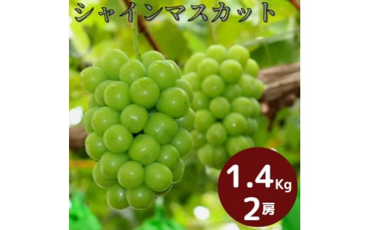 【先行予約】岡山県産 シャインマスカット 1.4kg以上 （2房）_【2025年9月中旬から2025年10月中旬発送】_A18