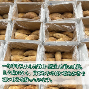 【先行予約】 国産 京たけのこ 水煮 約1kg  白子筍 筍 京都 八幡