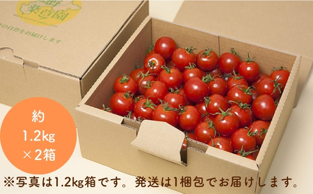 熊野薬草園のミニトマト（1.2㎏×２箱） トマト ミニトマト 熊野
