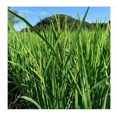 ふるさと納税 津市 むすびの黒田米 こしひかり 15キロ[53720077] |  | 03