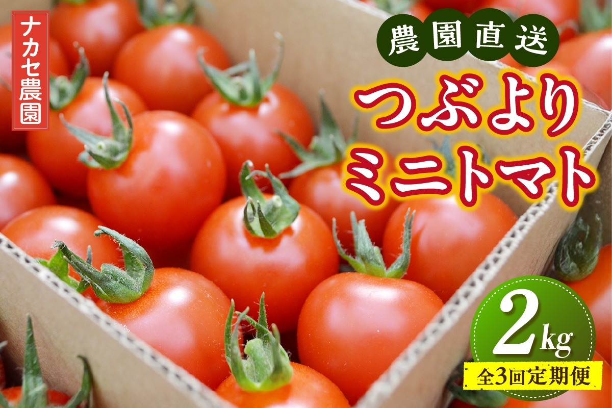 
                  【全3回定期便】農園直送 つぶより ミニトマト 2kg×3回│トマト プチトマト 甘い 野菜 産地直送 定期便 愛知県 東浦町
                