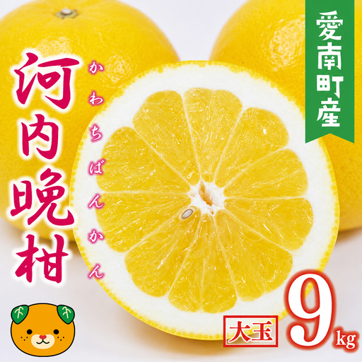 【先行予約】 数量限定  河内晩柑 樹齢 30年以上 大玉 9kg （ 2Lサイズ 以上 ） 11000円 みかん mikan 蜜柑 ミカン かわちばんかん 愛南ゴールド あいなん ゴールド 文旦 派生 和製 グレープフルーツ 産地直送 国産 農家直送 期間限定 特産品 ゼリー ジュース アイス 等に 人気 限定 甘い さわやか フルーツ 果物 柑橘 蜜柑 みかんの山祥 愛南町 愛媛県