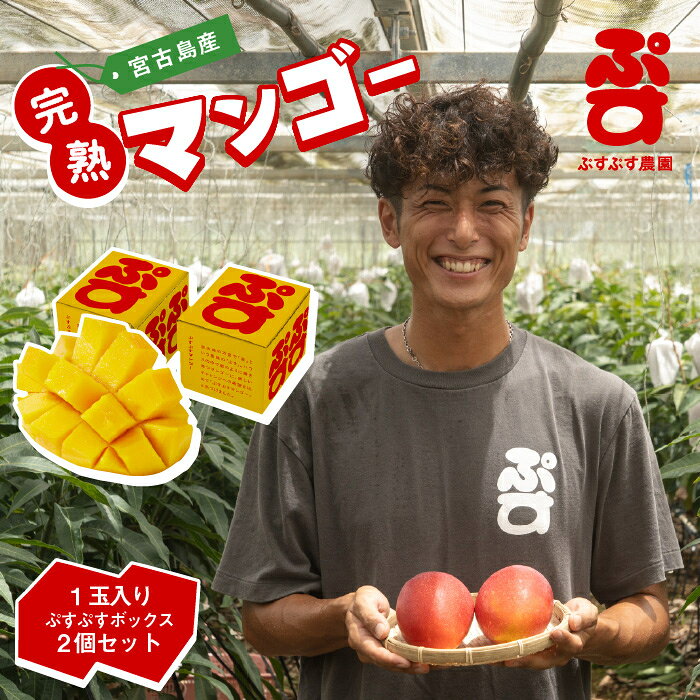 【ふるさと納税】【先行予約】【ぷすぷす農園】＜2027年発送＞宮古島産完熟マンゴー1玉入り×2個セット（農園直送）（KY016）