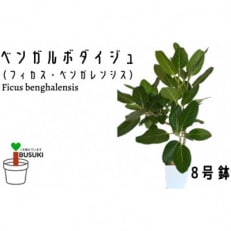 【観葉植物】ベンガルボダイジュ(フィカス・ベンガレンシス)8号(027-1477)