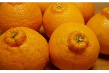 【濃厚】有田の不知火 約6.5kg ご家庭用向け（サイズ混合） ※2026年2月中旬～2026年3月中旬頃に順次発送予定 【tec864A】