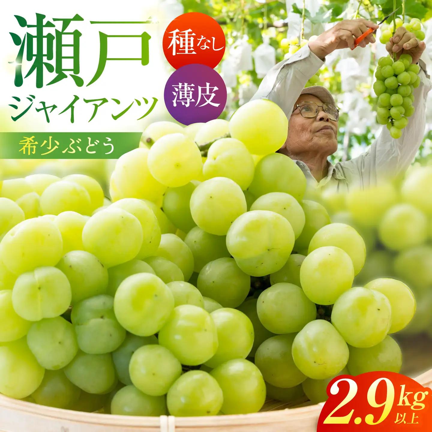【先行予約】 瀬戸ジャイアンツ 2.9kg以上 【小林農園】 / ブドウ ぶどう 果物 種なし[HAX006]
