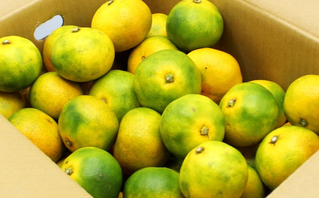 福岡県ブランドみかん「早味かん」5kg