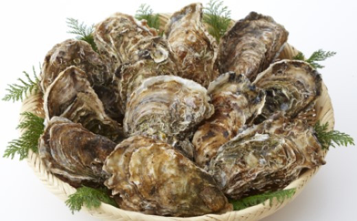 産地直送！ 加熱用 【訳あり】 不揃いの殻付き牡蠣 ５㎏ （ 冷凍 ）【 訳あり 国産 三陸産 天然 牡蠣 かき 殻付き 人気 グラタン 海鮮 お刺身 魚介 魚介類 BBQ バーベキュー フライ 】 岩手 陸前高田市