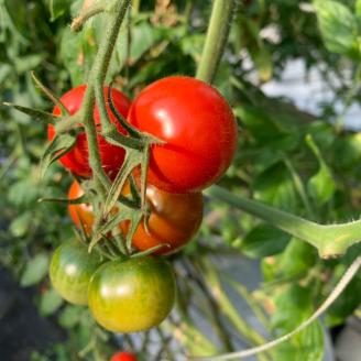 【先行予約　令和７年１０月より発送予定】完熟フルティカトマト6kg（中玉サイズ）天然地下水使用 　甘熟ミディトマト フルーツトマト とまと 6000g 6キロ 野菜 サラダ 料理 ギフト 国産 高知県