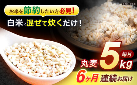 【6回定期便】長崎県産 丸麦 5kg / 麦 むぎ 雑穀 雑穀米 麦ごはん 麦飯 麦みそ 食物繊維 / 諫早市 / 有限会社伊東精麦[AHBU015]