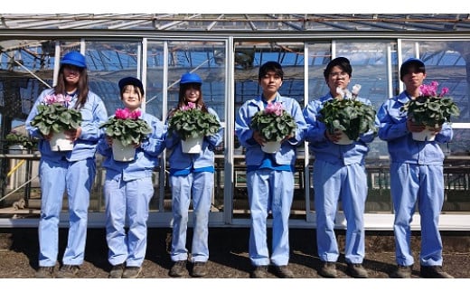 【思いやり型返礼品】《先行予約　数量限定　季節限定》高校生と福祉支援施設が協力して全国へお届けする　たくさんの愛が詰まった大鉢シクラメン (発送予定：2025年11月下旬～2025年12月上旬) フラ