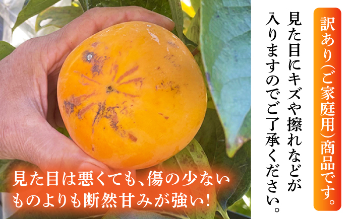 【先行予約】【10月下旬より順次発送】【訳あり】太秋柿 約3.5kg 家庭用 甘柿 柿 かき 果物 フルーツ デザート スイーツ 秋の味覚 産地直送 山都町産 【大浜農園】[YCE002]