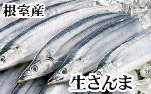 G-36001【12/21まで年内配送】 【北海道根室産】冷凍生さんま5尾×2P