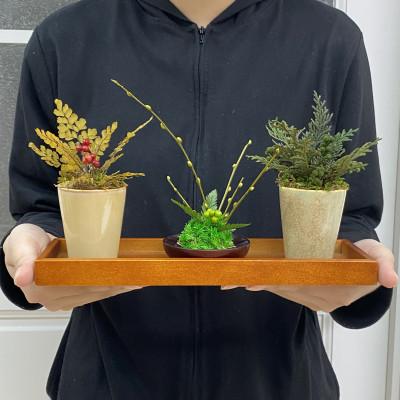 ふるさと納税 春日部市 プリザーブドフラワーアレンジ【ミニ盆栽・ミニ観葉植物 計3個セット】春日部市 シュガーパイン |  | 02