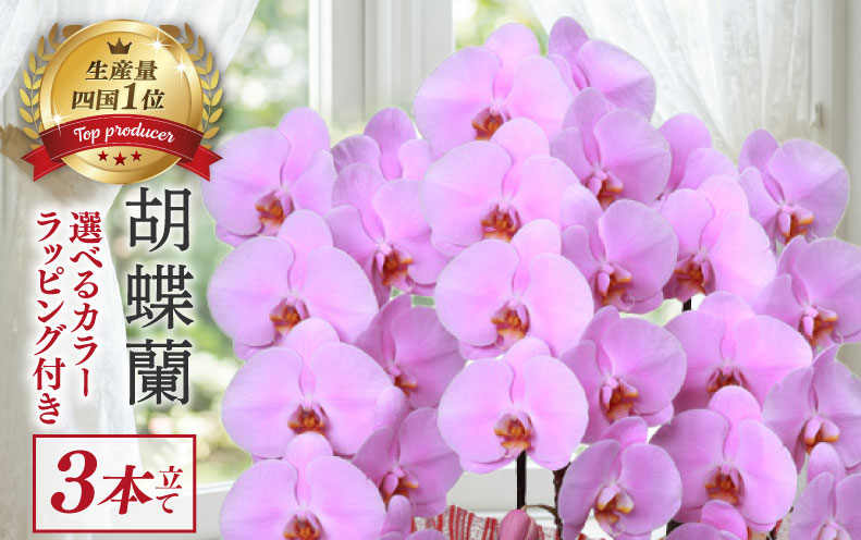 指定日配達 胡蝶蘭 3本立て ピンク スタンダード 花 はな お花 日付指定 記念日 お祝い プレゼント ギフト 贈答 贈り物 ラッピング 鉢花 鉢植え 洋蘭 洋ラン 冠婚葬祭 蘭 らん 新築祝い 豪
