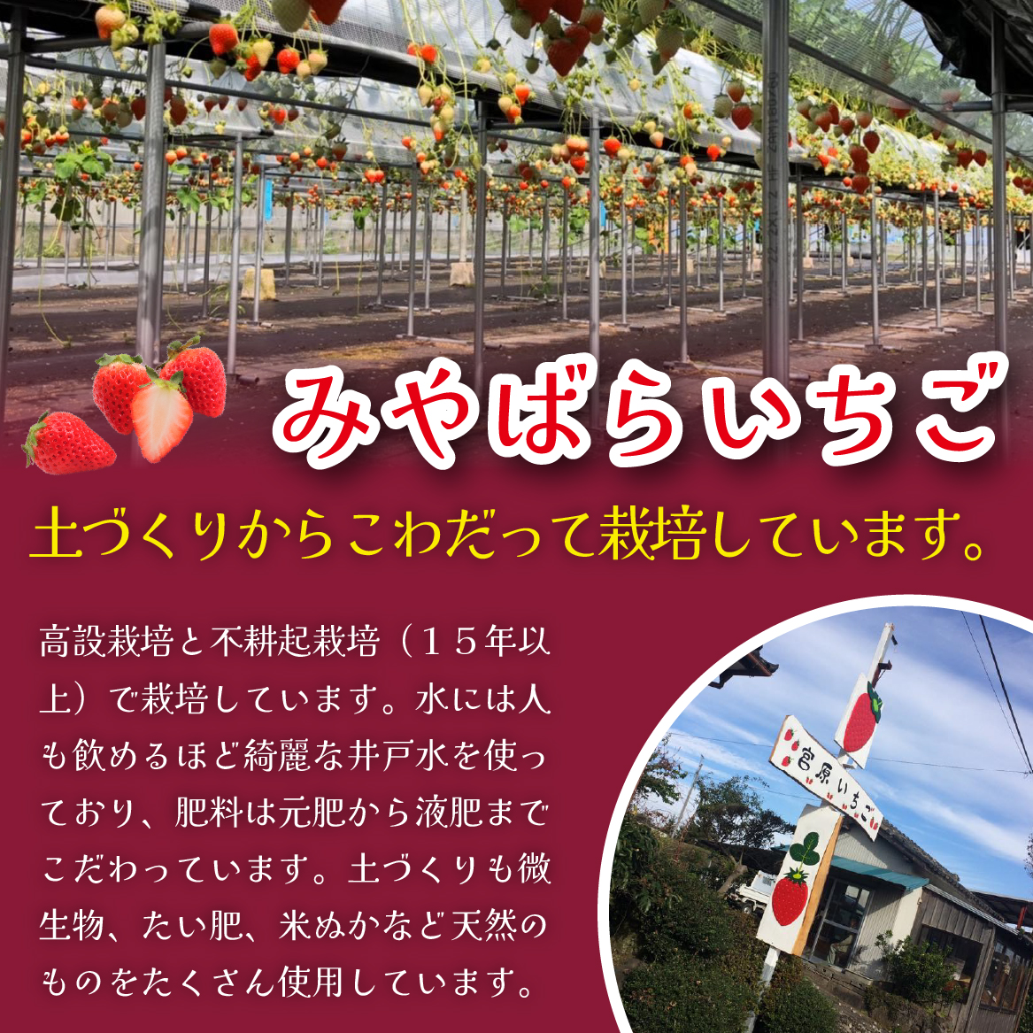 【先行受付】小林市産 朝摘み新鮮いちご 詰め合わせ （250g×2パック） 苺 イチゴ 果物 贈答用 プレゼント 先行予約