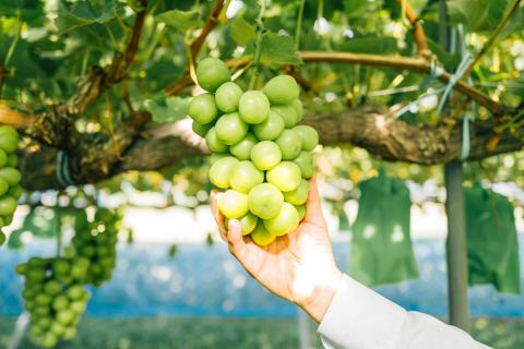 【特選房】シャインマスカット 約 1.5kg 2～3房 長野 特選 大粒 ぶどう 種なし 皮ごと 産地直送 フルーツ 果物 デザート おやつ マスカット 葡萄 秋 旬 旬の果物 旬のフルーツ 信州 信