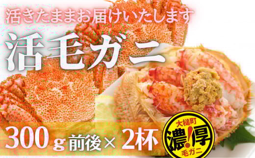 【令和8年発送】三陸産 三陸活毛ガニ 300g×2杯【2026年3月～4月発送】【05】