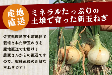 鹿島市産　新玉ねぎ　10kg（MLサイズ）　農家直送　B-737