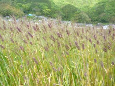 内子町産 もち麦（10kg）【穀物 穀類 食品 人気 おすすめ 送料無料】