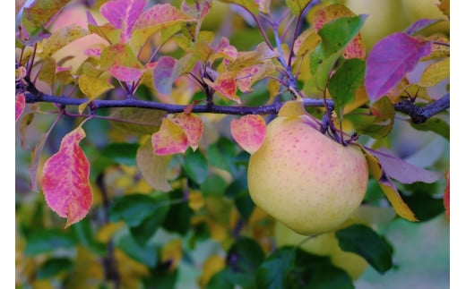 家庭用 ぐんま名月 5kg ｜ 山とりんご リンゴ りんご 林檎 果物 フルーツ 果実 果汁 ぐんま名月 ぐんまめいげつ 家庭用 長野県 松川村 北アルプス 信州