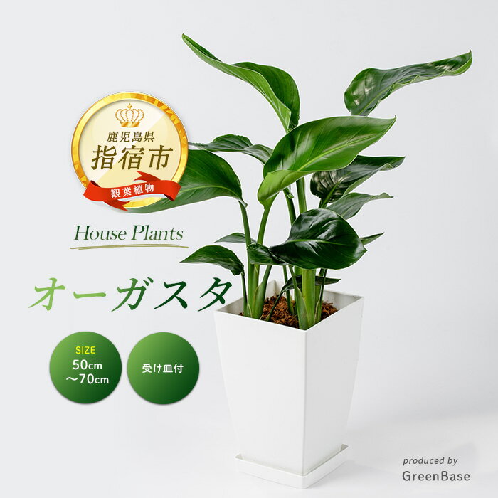 【ふるさと納税】オーガスタ50cm〜70cm 南国鹿児島県で育った 観葉植物！植物 鉢付 インテリア 室内 オフィス おしゃれ プレゼント ギフト 開店祝い 移転祝い マイナスイオン ※北海道・沖縄・離島配送不可※【GreenBase】
