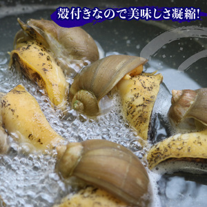 ボイルつぶ貝 1kg つぶ貝 大船渡産