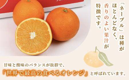 ネーブルオレンジ 5kg 準 贈答用 矢野青果 ネーブル オレンジ オレンジ みかん 柑橘 果物 くだもの フルーツ 濃厚 甘い 甘味 蜜柑 愛媛蜜柑 愛媛みかん mikan 贈答品 贈答 ギフト プ