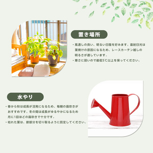 観葉植物 ウスネオイデス 45cm～55cm JAいぶすき IB165-019 観葉植物 観葉植物