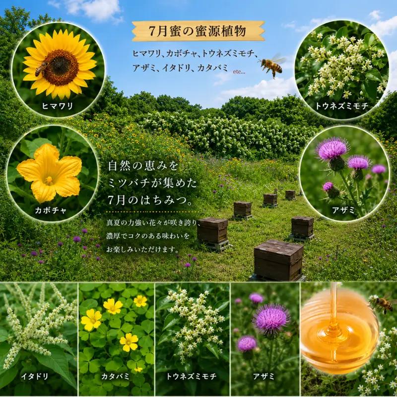 はちみつ 百花蜜 7月蜜 50g×10個 非加熱 産地直送 国産 一期一会 はちみつ 鹿嶋市