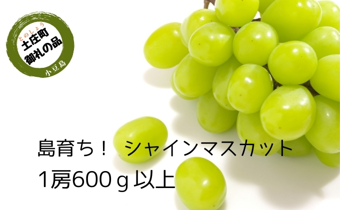 島育ち！ハウスシャインマスカット　1房化粧箱入り 600g以上