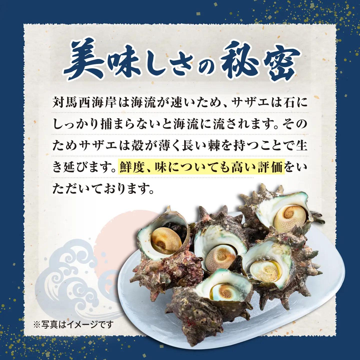 対馬産 活サザエ 刺身 100g《対馬市》【保家商事】 さざえ サザエ 刺し身 海鮮 魚貝 貝 海産物[WAA046]