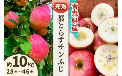 完熟！葉とらずサンふじ 10kg｜青森産 青森りんご りんご リンゴ 林檎 果物 フルーツ さんふじ サンフジ 令和8年 2026年  [1088]